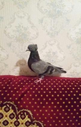 satilir hoptom3 manatdanela quwlarditergidirem diye satiram