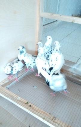 satilir hoptom3 manatdanela quwlarditergidirem diye satiram