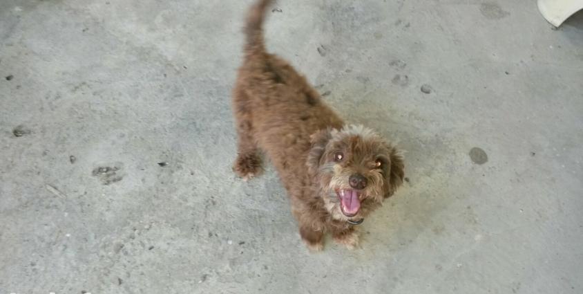 terbiyeli it.cinsi pudel