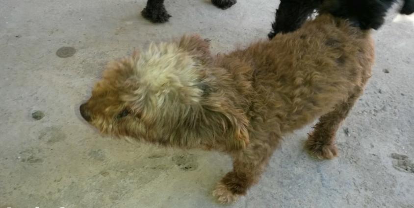 terbiyeli it.cinsi pudel