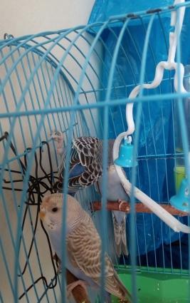 3 ədəd volnistiy popuqay.Anasi yenidən yumurta qoyduguna görə bunlari