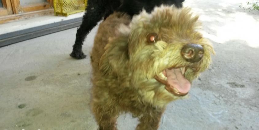 terbiyeli it.cinsi pudel