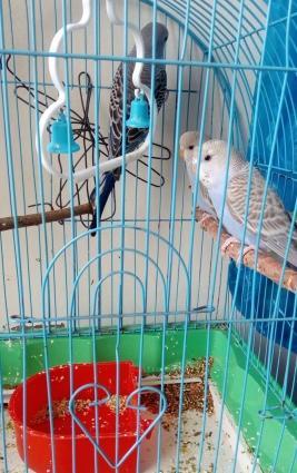 3 ədəd volnistiy popuqay.Anasi yenidən yumurta qoyduguna görə bunlari