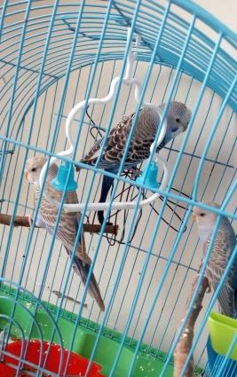 3 ədəd volnistiy popuqay.Anasi yenidən yumurta qoyduguna görə bunlari