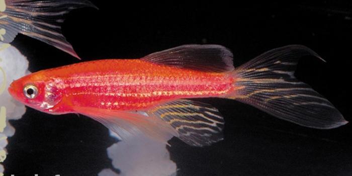 Danio red baliqlari yerli artim