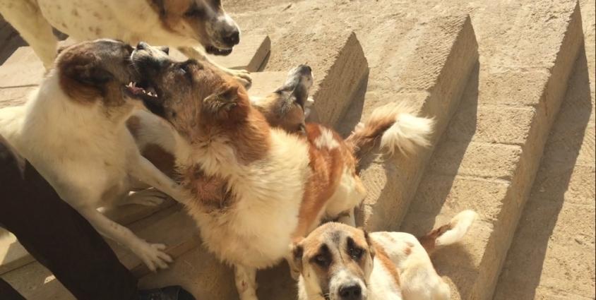 Danio red baliqlari yerli artim