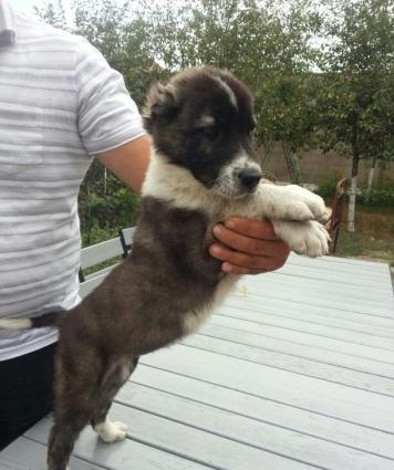 Təmiz cins qanqal balaları