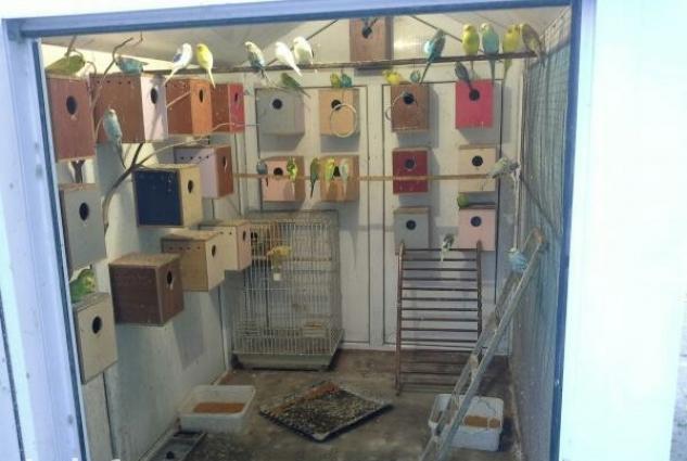 papuqaylarin satishi ve alishi