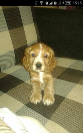 Koker spaniel iti satilir