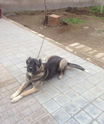 Təmiz cins qanqal balaları