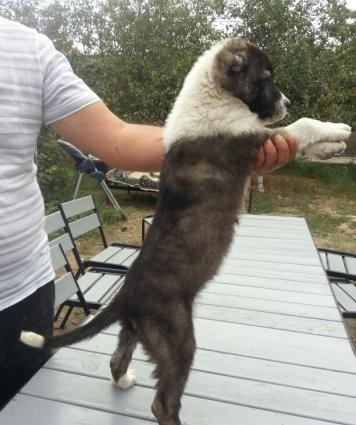 Təmiz cins qanqal balaları