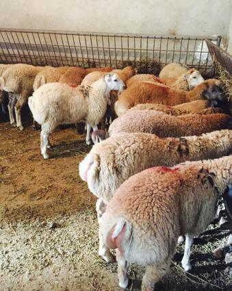 Qurbanliq Quzular satişı.