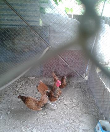 sibrait (zibrit ) satilir