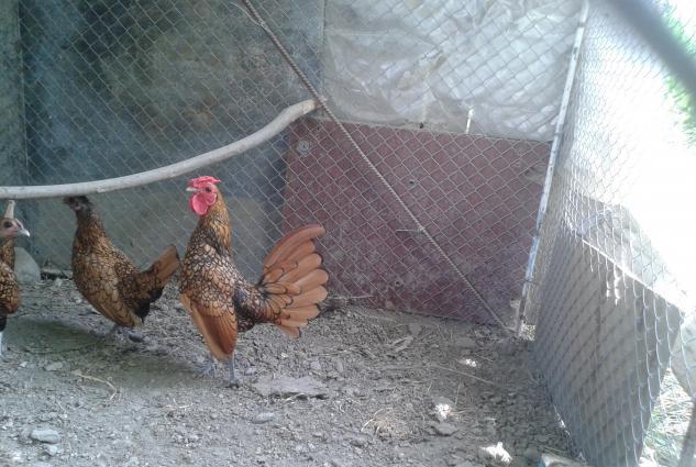 sibrait (zibrit ) satilir