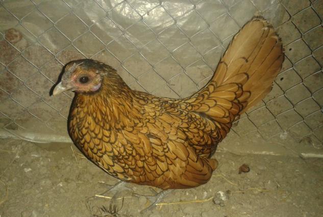 sibrait (zibrit ) satilir