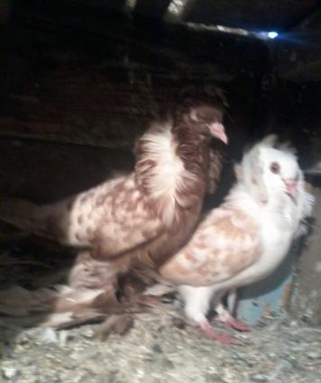 yaqobin ayaqi leleyli