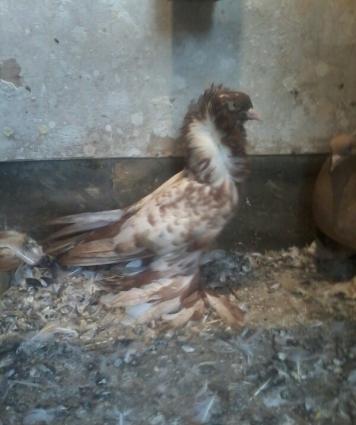 yaqobin ayaqi leleyli