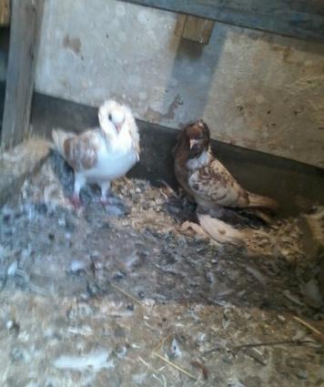 yaqobin ayaqi leleyli