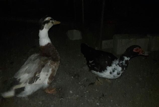 Yumurtlayan Lal Ordekler Satilir ve ya Barter