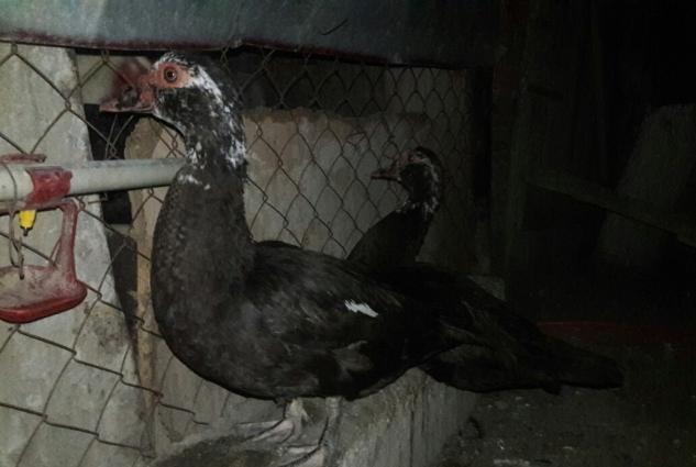 Yumurtlayan Lal Ordekler Satilir ve ya Barter