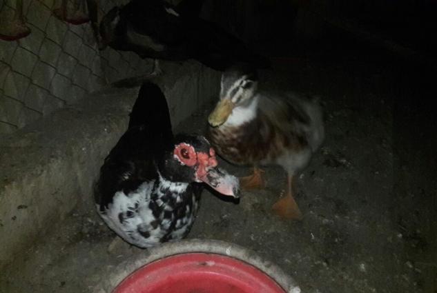 Yumurtlayan Lal Ordekler Satilir ve ya Barter