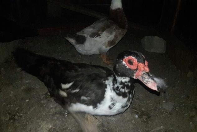 Yumurtlayan Lal Ordekler Satilir ve ya Barter