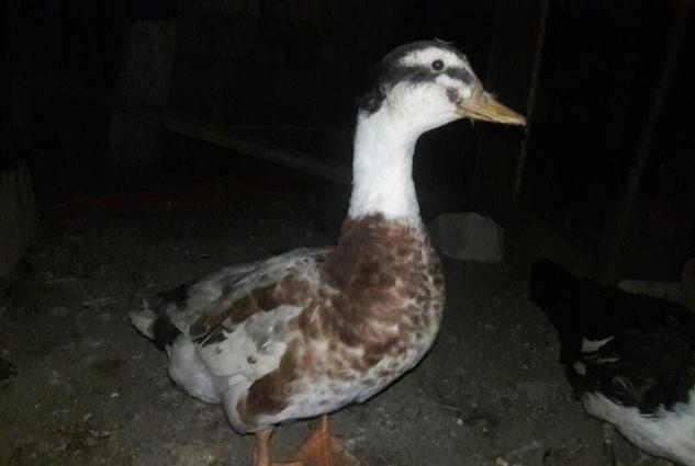 Yumurtlayan Lal Ordekler Satilir ve ya Barter