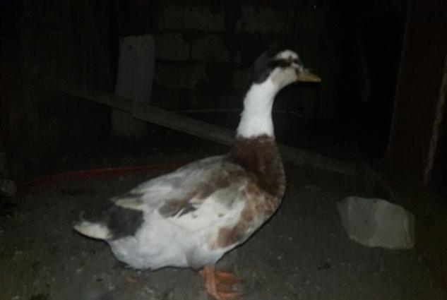 Yumurtlayan Lal Ordekler Satilir ve ya Barter