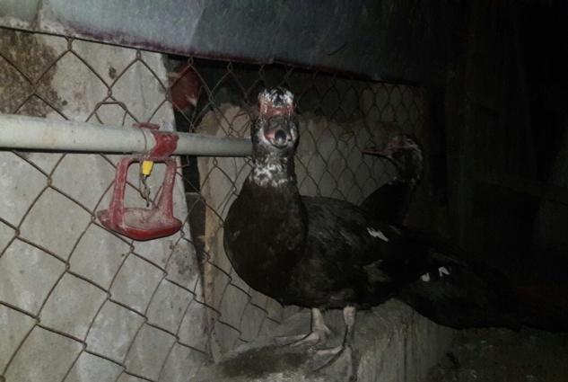 Yumurtlayan Lal Ordekler Satilir ve ya Barter