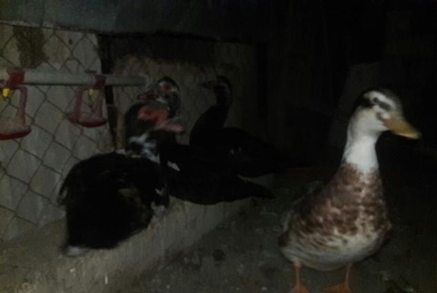 Yumurtlayan Lal Ordekler Satilir ve ya Barter