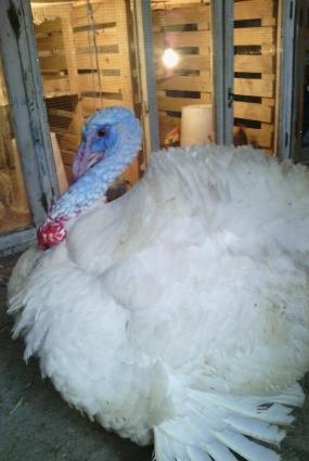 induwqa satilir ve deyishilir zibritle