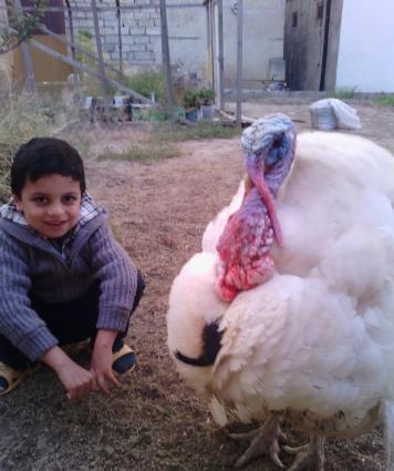 induwqa satilir ve deyishilir zibritle