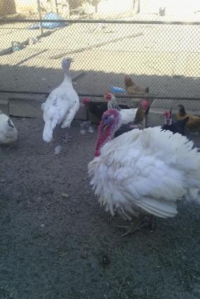 induwqa satilir ve deyishilir zibritle