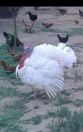 induwqa satilir ve deyishilir zibritle