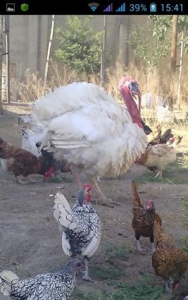 induwqa satilir ve deyishilir zibritle