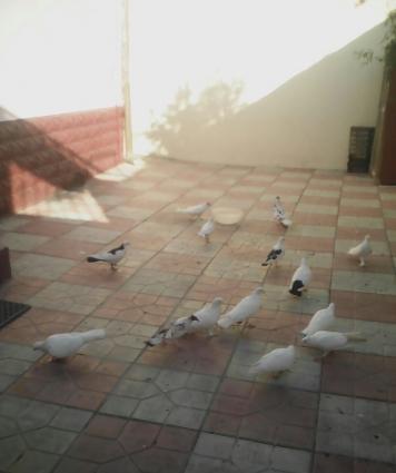 tergizme goyercinler satilir saxlamaqa imkan yoxdu iw guc.hemde werait