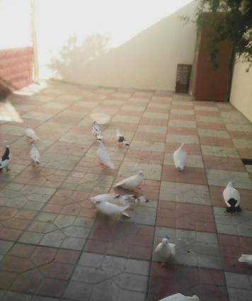 tergizme goyercinler satilir saxlamaqa imkan yoxdu iw guc.hemde werait