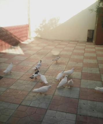 tergizme goyercinler satilir saxlamaqa imkan yoxdu iw guc.hemde werait