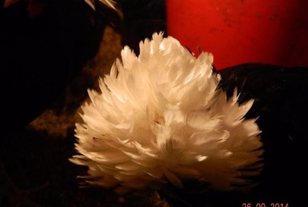 Yaponkalar ve Holland Aqkekil toyuqlari