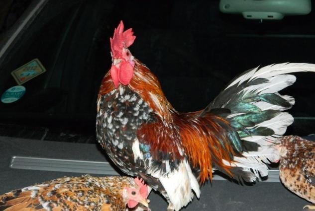 Yaponkalar ve Holland Aqkekil toyuqlari