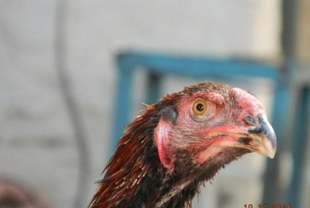 Yaponkalar ve Holland Aqkekil toyuqlari