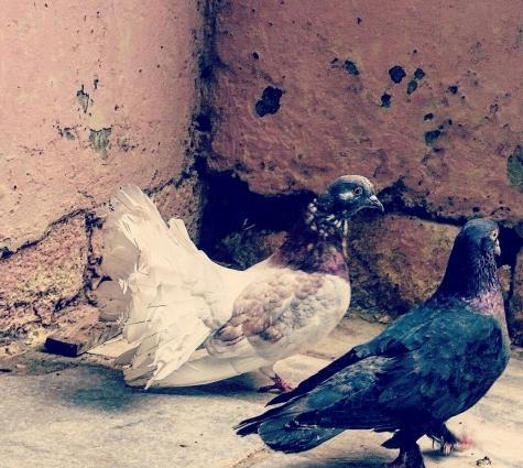 Pavlin erkeydi.Yaxwi pul verene catacaq.qiymeti ele bele qoyuram.pavli