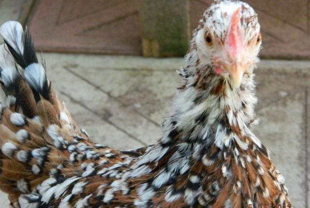 Yaponkalar ve Holland Aqkekil toyuqlari