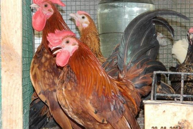 Yaponkalar ve Holland Aqkekil toyuqlari