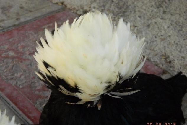 Yaponkalar ve Holland Aqkekil toyuqlari