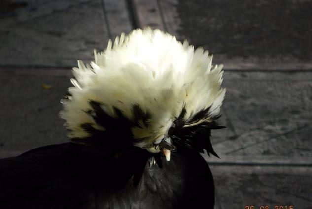 Yaponkalar ve Holland Aqkekil toyuqlari