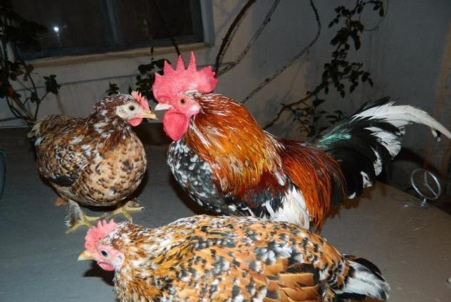 Yaponkalar ve Holland Aqkekil toyuqlari