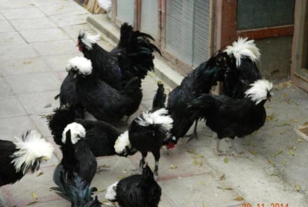 Yaponkalar ve Holland Aqkekil toyuqlari