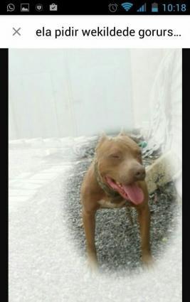 la pidi ela balalari olur duwi pidi olan wexsler elaqe saxlaya biler w