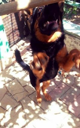 nemecki ofcharka temiz